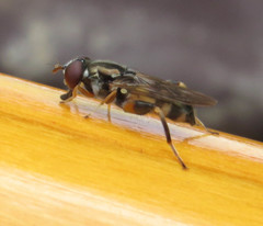 Chalcosyrphus metallicus