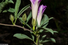 Ipomoea madrensis