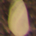 Buliminella elegantissima - Photo (c) marymcgann, algunos derechos reservados (CC BY-NC)