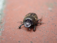 Onthophagus fracticornis