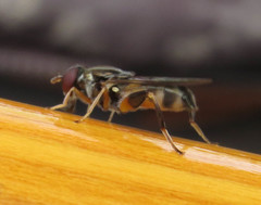 Chalcosyrphus metallicus