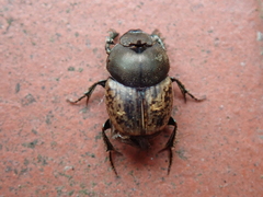 Onthophagus fracticornis