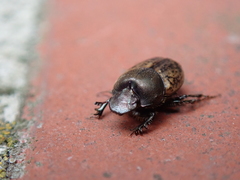 Onthophagus fracticornis