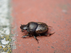 Onthophagus fracticornis