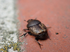 Onthophagus fracticornis