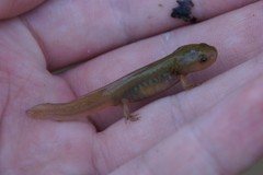 Ambystoma maculatum