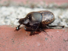 Onthophagus fracticornis