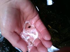 Pseudacris hypochondriaca