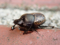 Onthophagus fracticornis