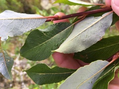 Salix phylicifolia