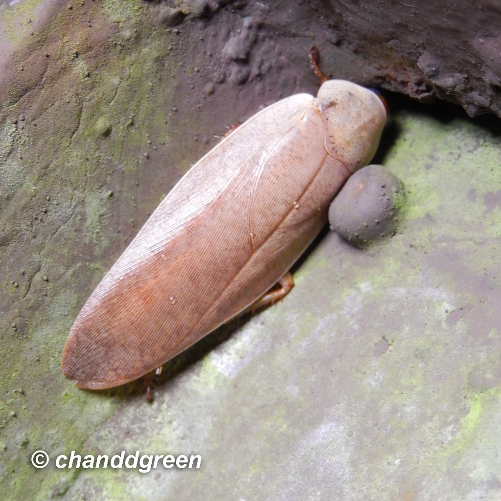 Rhabdoblatta alligata