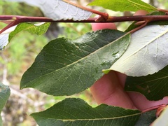 Salix phylicifolia