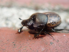 Onthophagus fracticornis