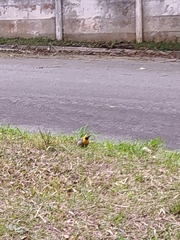 Colaptes campestris campestris