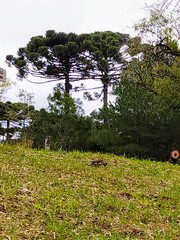 Colaptes campestris campestris