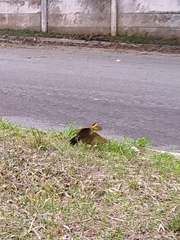 Colaptes campestris campestris