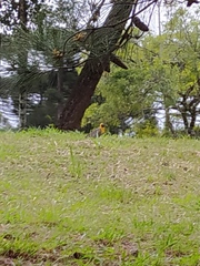 Colaptes campestris campestris