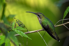 Anthracothorax dominicus