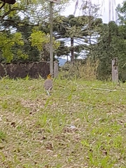 Colaptes campestris campestris