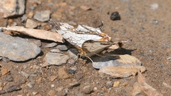 Cyrestis thyodamas mabella