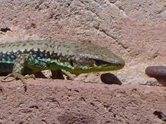 Azerbaidzhan Lizard photo 3