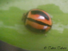 Coccinellidae
