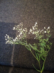 Gypsophila paniculata