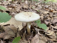 Amanita aestivalis