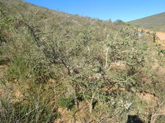 Aspalathus spinosa flavispina