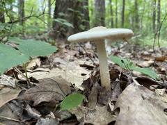 Amanita aestivalis