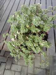 Coleus madagascariensis
