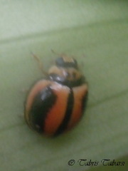 Coccinellidae