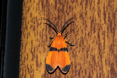 Correbidia terminalis