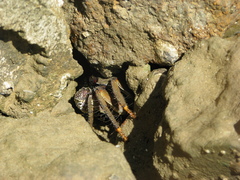 Goniopsis pelii
