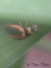 Coccinellidae