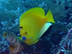 Apolemichthys trimaculatus