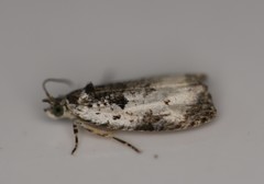 Olethreutes malana