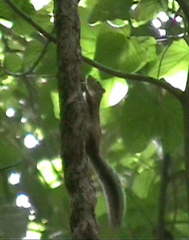 Heliosciurus gambianus