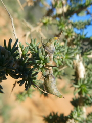Aspalathus spinosa flavispina