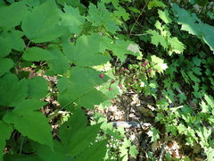 Actaea × ludovicii
