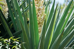 Yucca jaliscensis