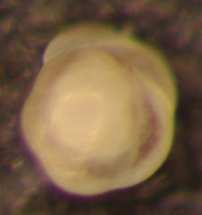 Buccella frigida