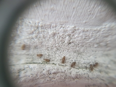 Dasydemellidae