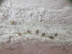 Dasydemellidae
