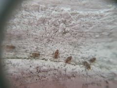 Dasydemellidae