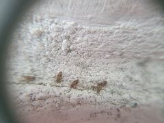 Dasydemellidae