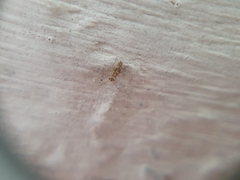 Dasydemellidae