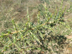 Aspalathus spinosa flavispina