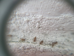 Dasydemellidae