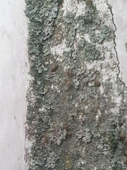 Dasydemellidae